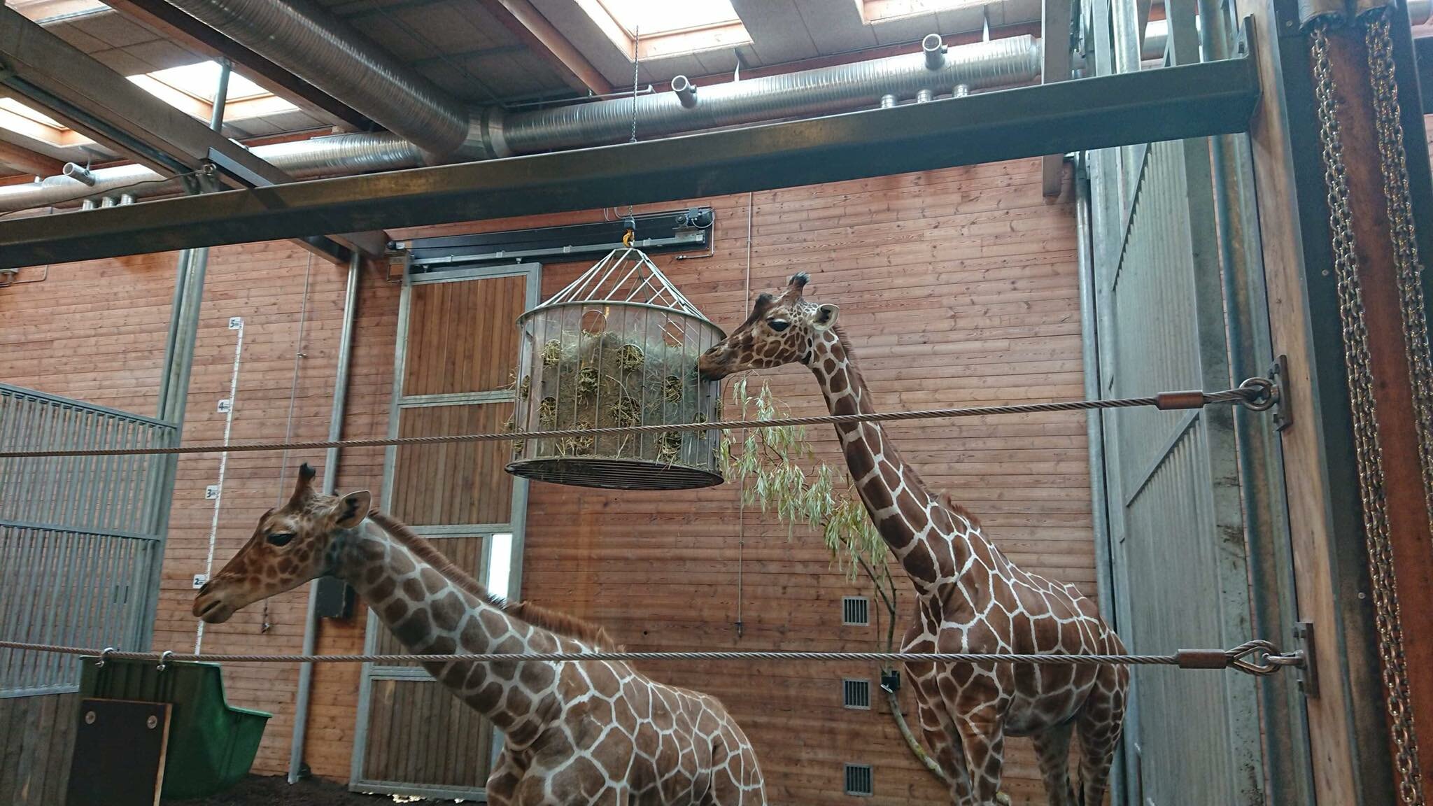 Girafes au Zoo de Copenhague au Danemark